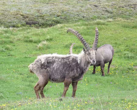 PXL118 Bouquetin à moitié déshabillé