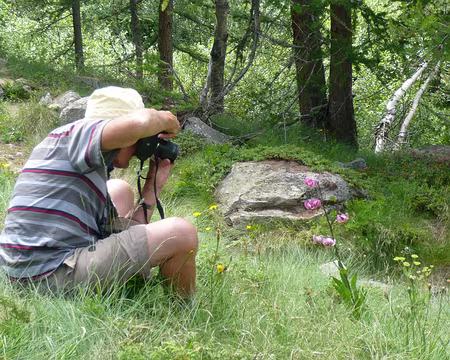 P1030389 Lys Martagon.