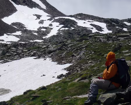P1030482 Jeune chamois poursuivant sa mère sur un névé.