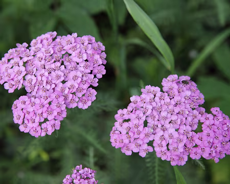 IMG_5700 Achillée à feuilles de Tanaisie