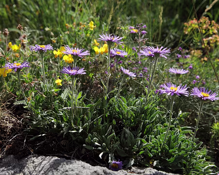 IMG_5703 Asters des Alpes