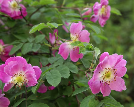 IMG_5705 Rosier des Alpes