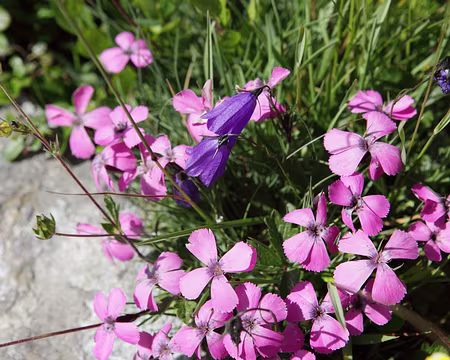 IMG_5733 Œillets des rochers et campanule de Scheuchzer