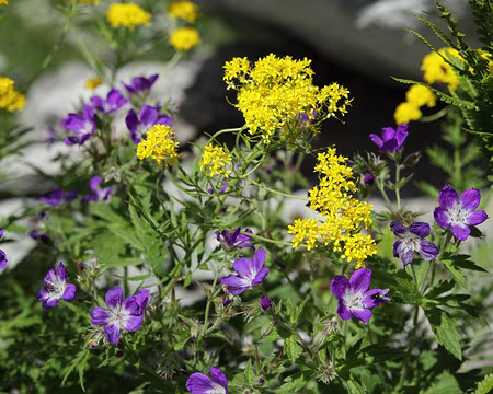 IMG_5737 Géranium des bois, et vélar à feuilles de tanaise