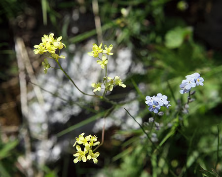 IMG_5742 Biscutelle et myosotis