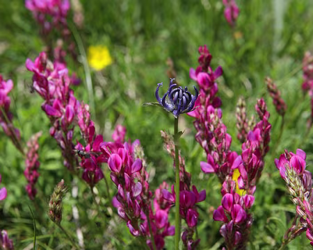 IMG_5752 Sainfoin Montagnard et Raiponce