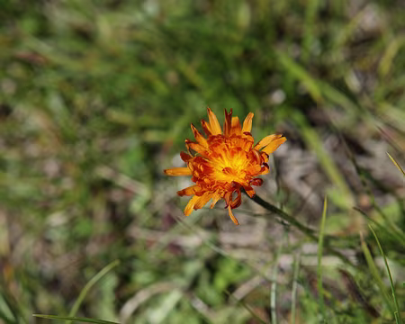 IMG_5764 Crépide dorée et Pédiculaire