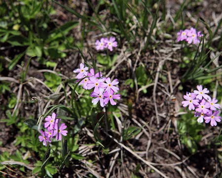IMG_5822 Primevère farineuse