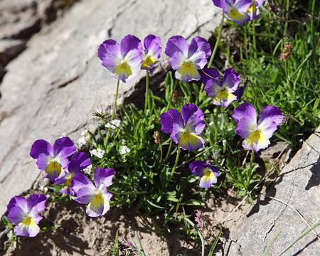 IMG_5967 Pensée des Alpes