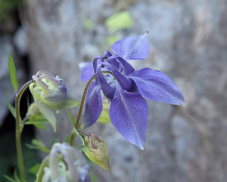 IMG_5993 La seule ancolie de la vallée ! (Ancolie des Alpes)