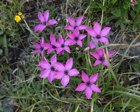 IMG_5997 Œillets négligés