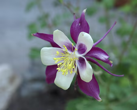 IMG_6013 Tient, une autre ancolie ! oui, mais celle là elle est cultivée.