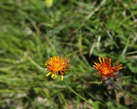 IMG_6027 Crépides dorées