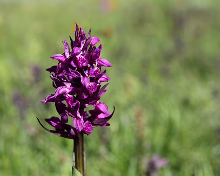 IMG_6031 Orchis alpestre