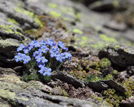 IMG_6059 Éritriche Nain, appelé aussi 