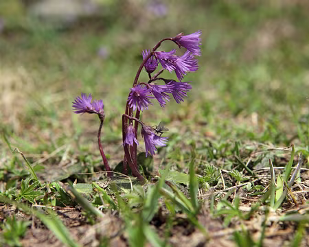 IMG_6074 Soldanelle des Alpes (famille des primevères)