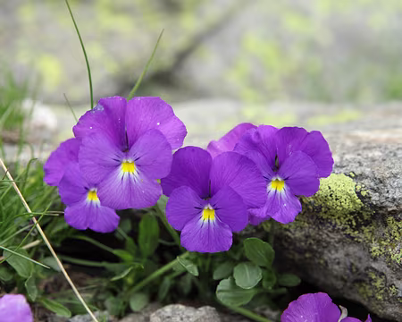 IMG_6110 Pensées des Alpes