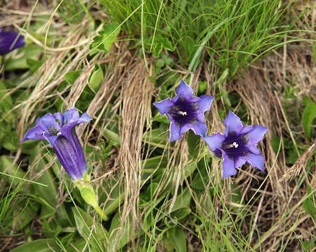 IMG_6134 Gentianes acaules