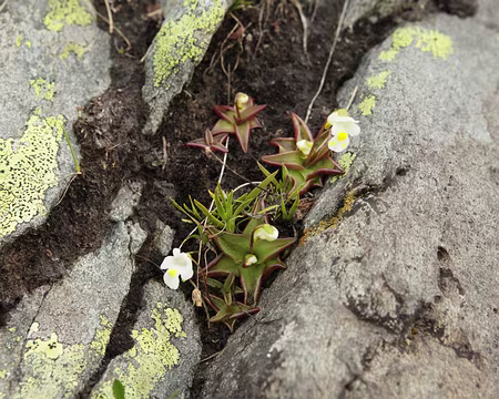 IMG_6142 La Grassette des Alpes, plante insectivore