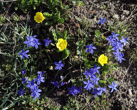 IMG_6216 Gentiane printanière et benoite des montagne