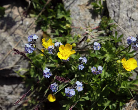 IMG_6256 Myosotis et benoite rampante