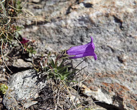 IMG_6263 Campanule des Alpes