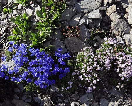 IMG_6270 Gentiane à feuilles courtes et pétrocalle des Pyrénées