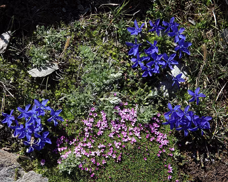 IMG_6282 Gentiane printanière et silène sans pédoncule