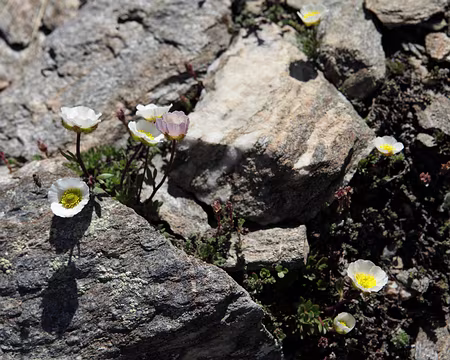 IMG_6286 Renoncule des glaciers
