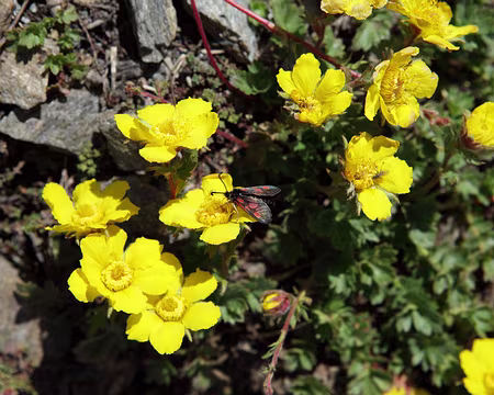 IMG_6384 Zygène posée sur des benoites rampantes