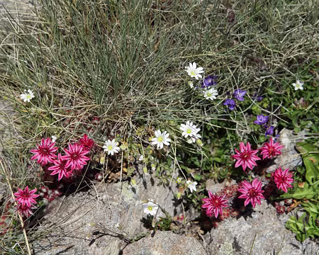 IMG_6394 Joubarbe à toile d'araignée, céraiste des Alpes, et véronique sans feuille