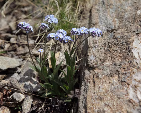 IMG_6402 Myosotis des Alpes