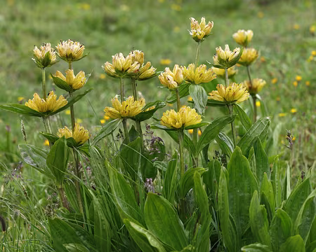 IMG_6428 Gentiane ponctuée