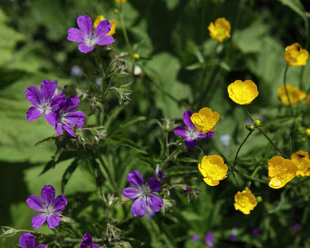IMG_6440 Géranium des bois et renoncule âcre (ou bouton d'or)