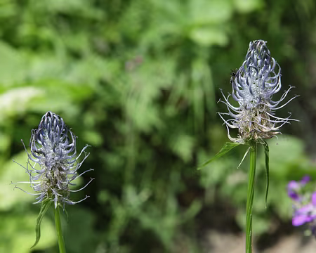 IMG_6445 Raiponce ovale