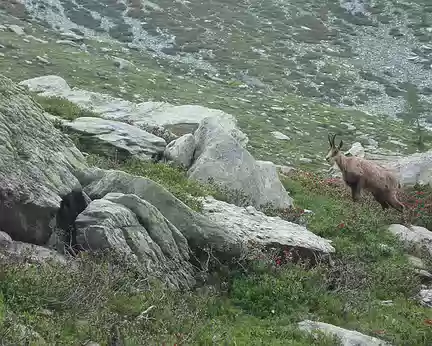 018 dans le vallon de Fenestre