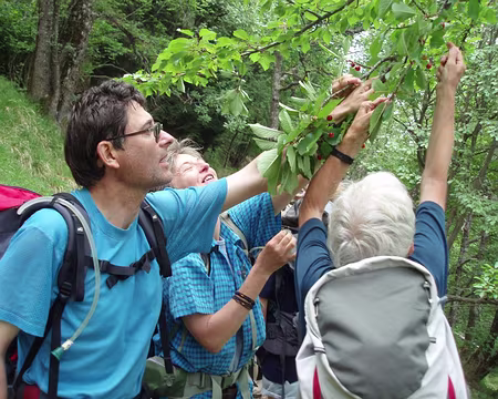 089 cueillette des merises