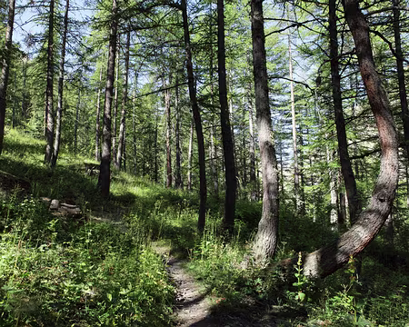 IMG_8619 Forêt de mélèzes au lieu dit Méan