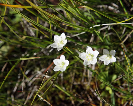 IMG_8653 Parnassie des marais (Parnassia palustris)