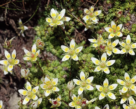 IMG_8732 Saxifrage d'Auvergne (Saxifraga bryoides)