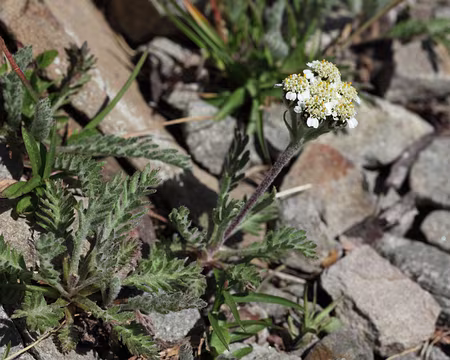 IMG_8736 Achillée naine ou faux génépi (Achillea nana)