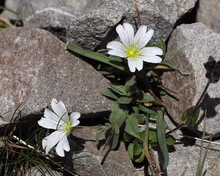IMG_8737 Céraiste à larges feuilles (Cerastium latifolium)