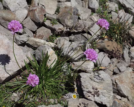 IMG_8739 Armérie des Alpes (Armeria alpina)