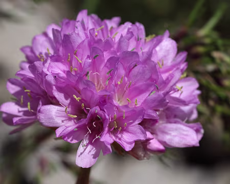 IMG_8740 Armérie des Alpes (Armeria alpina)