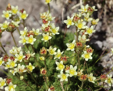 IMG_8747 Saxifrage musquée (Saxifraga exarata subsp. moschata)