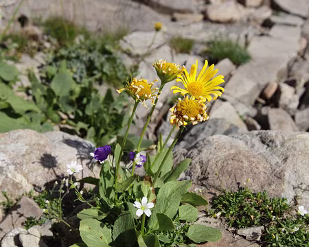 IMG_8812 Bouquet naturel (doronics, céraistes et campanules)