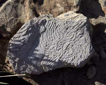 IMG_9064 Flysch à Helminthoïdes (Traces sinueuses laissée par des vers à la surface de la vase il y a plus de 65 millions d'années)