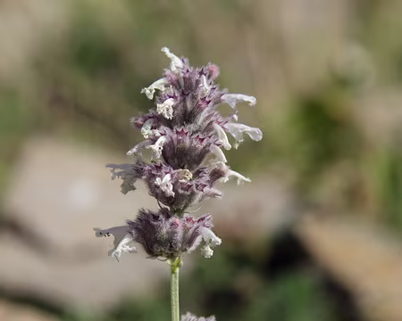 IMG_9079 Petit népéta (Nepeta nepetella)