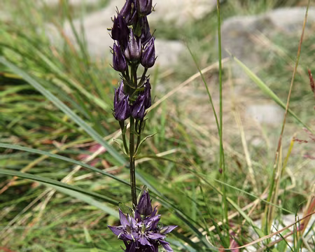 IMG_9256 Swertie vivace (Swertia perennis)