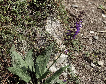 IMG_7455 Sauge des prÃ©s (Salvia pratensis)